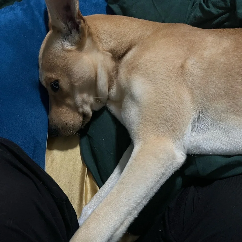 Raising Money for Puppy Surgery
